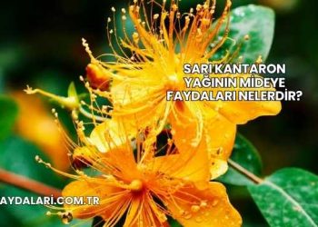 Sarı Kantaron Yağının Mideye Faydaları Nelerdir?