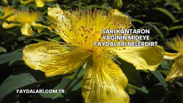 Sarı Kantaron Yağının Mideye Faydaları Nelerdir?