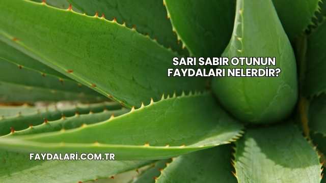 Sarı Sabır Otunun Faydaları Nelerdir?