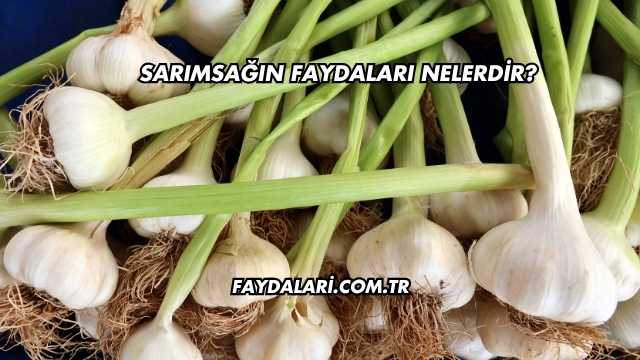 Sarımsağın Faydaları Nelerdir?