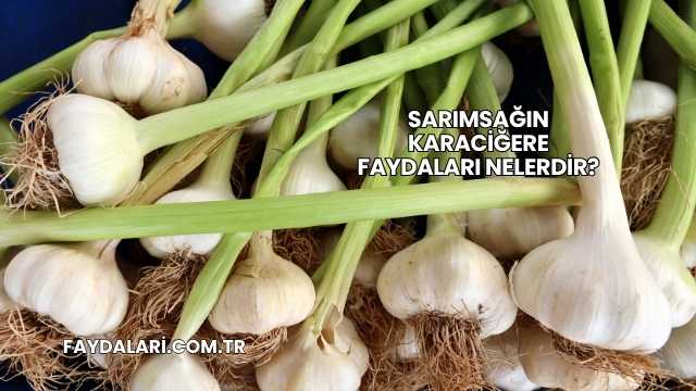 Sarımsağın Karaciğere Faydaları Nelerdir?