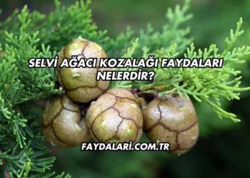 Selvi Ağacı Kozalağı Faydaları Nelerdir?