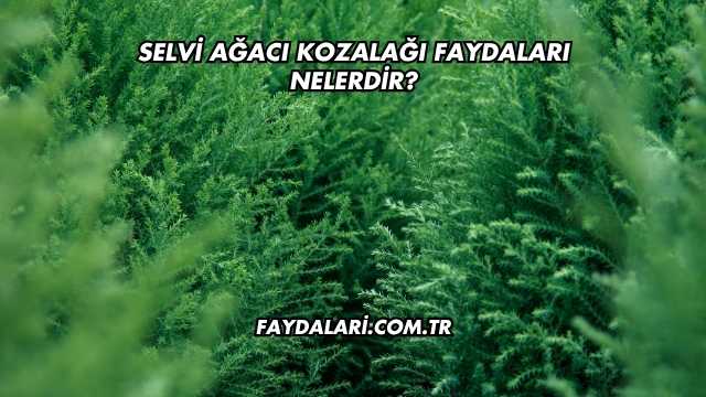 Selvi Ağacı Kozalağı Faydaları Nelerdir?