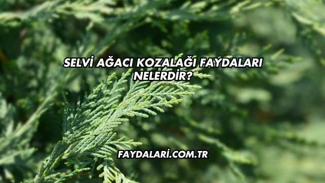 Selvi Ağacı Kozalağı Faydaları Nelerdir?