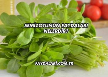 Semizotunun Faydaları Nelerdir?