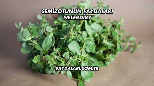 Semizotunun Faydaları Nelerdir?