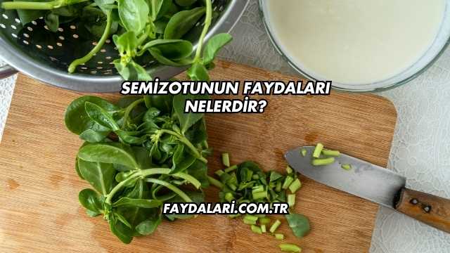 Semizotunun Faydaları Nelerdir?