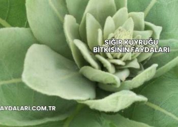 Sığır Kuyruğu Bitkisinin Faydaları