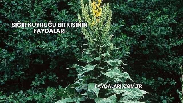 Sığır Kuyruğu Bitkisinin Faydaları