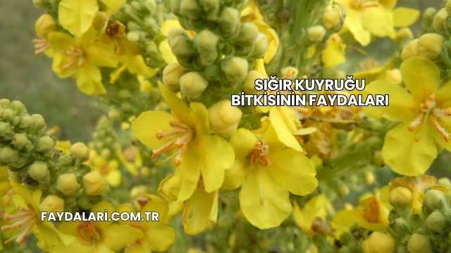 Sığır Kuyruğu Bitkisinin Faydaları