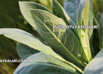 Sığır Otu Faydaları