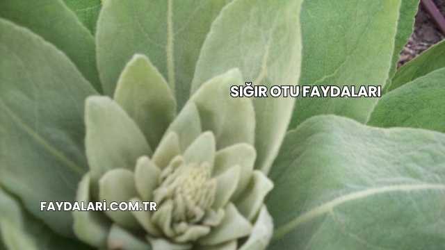 Sığır Otu Faydaları