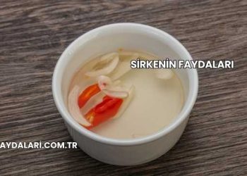 Sirkenin Faydaları