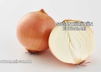 Soğan Kürünün Faydaları