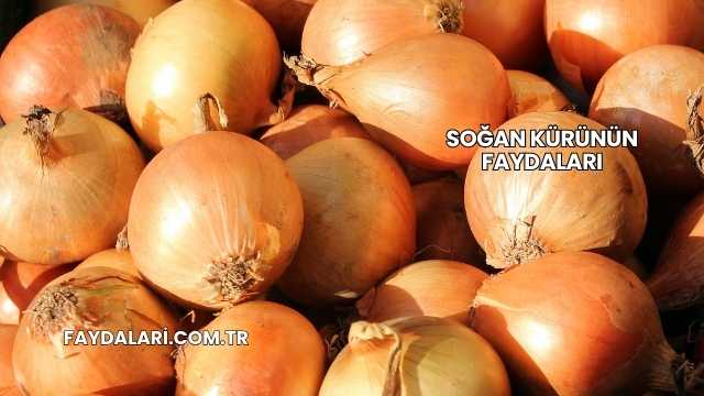 Soğan Kürünün Faydaları