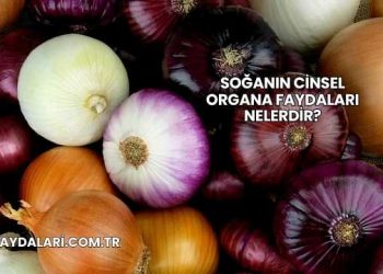 Soğanın Cinsel Organa Faydaları Nelerdir?