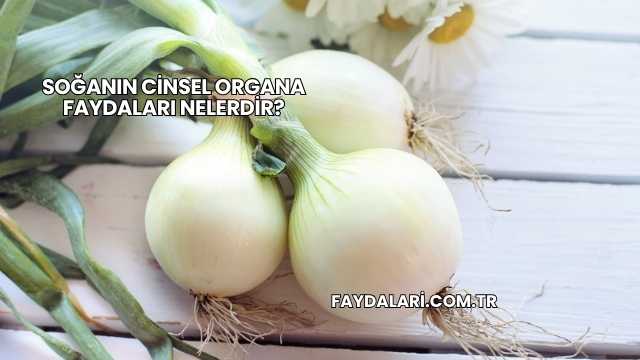 Soğanın Cinsel Organa Faydaları Nelerdir?