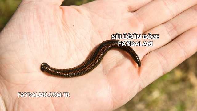 Sülüğün Göze Faydaları