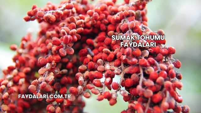 Sumak Tohumu Faydaları