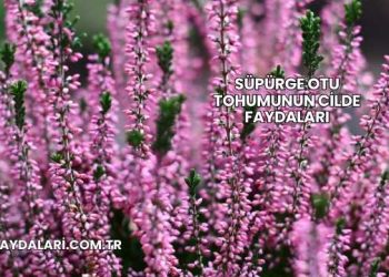 Süpürge Otu Tohumunun Cilde Faydaları