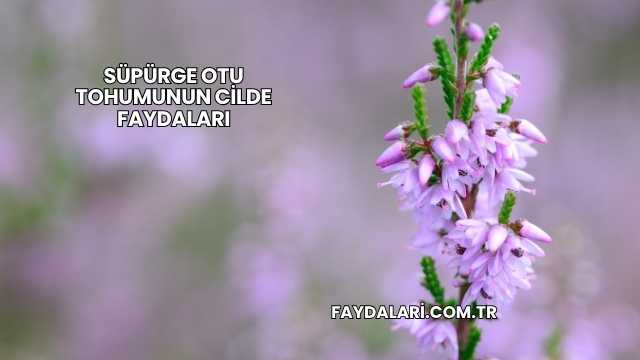 Süpürge Otu Tohumunun Cilde Faydaları