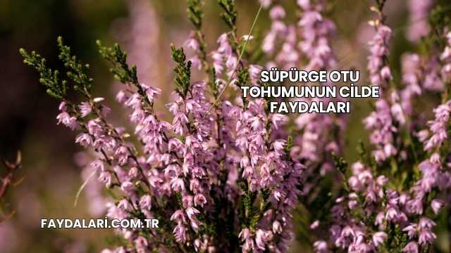 Süpürge Otu Tohumunun Cilde Faydaları