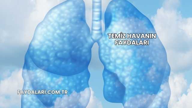 Temiz Havanın Faydaları