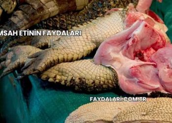 Timsah Etinin Faydaları