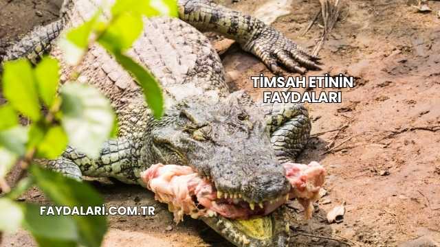 Timsah Etinin Faydaları