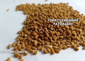 Tokat Çemeninin Faydaları