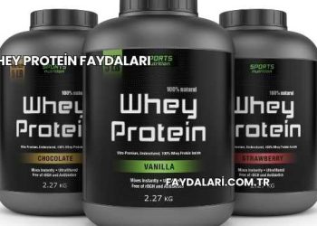 Whey Protein Faydaları