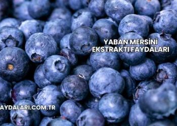 Yaban Mersini Ekstraktı Faydaları