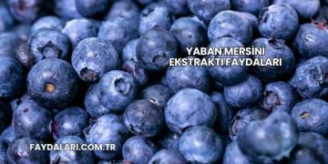 Yaban Mersini Ekstraktı Faydaları