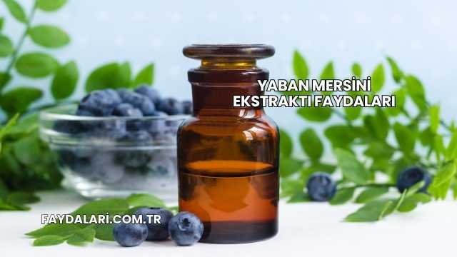 Yaban Mersini Ekstraktı Faydaları