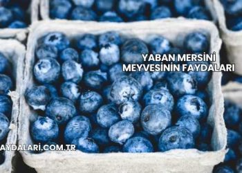 Yaban Mersini Meyvesinin Faydaları