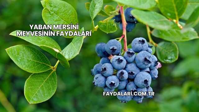 Yaban Mersini Meyvesinin Faydaları