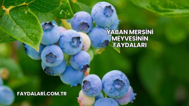 Yaban Mersini Meyvesinin Faydaları