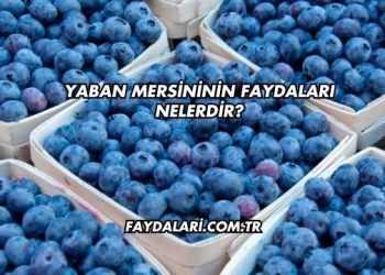 Yaban Mersininin Faydaları Nelerdir?