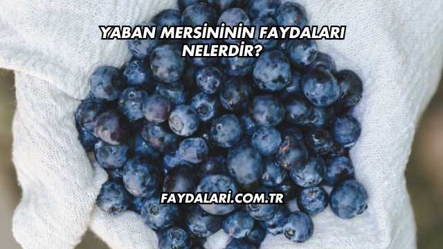 Yaban Mersininin Faydaları Nelerdir?