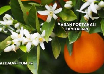 Yaban Portakalı Faydaları