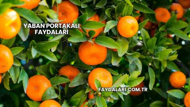 Yaban Portakalı Faydaları