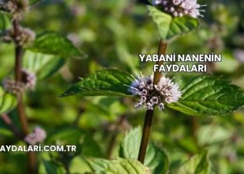 Yabani Nanenin Faydaları