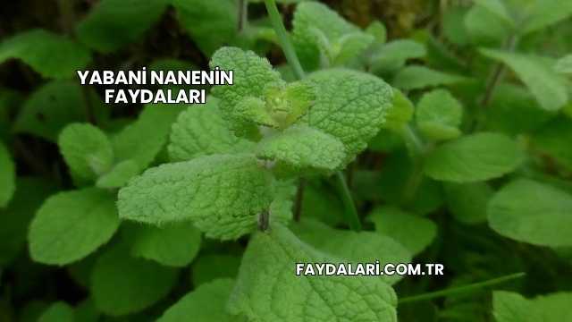 Yabani Nanenin Faydaları