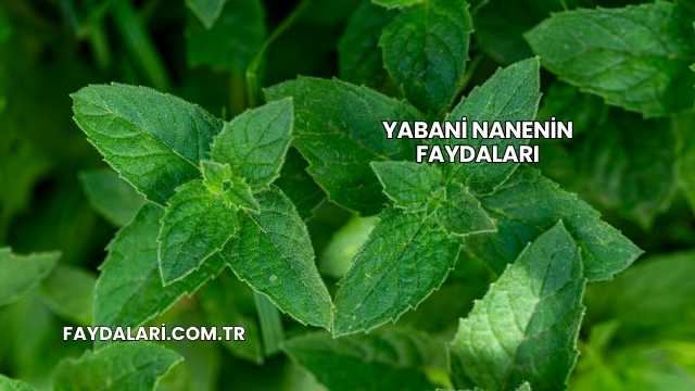 Yabani Nanenin Faydaları
