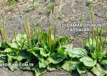 Yedi Damar Otunun Faydaları