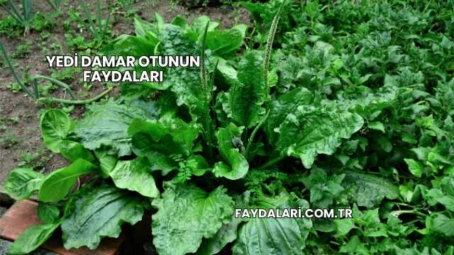 Yedi Damar Otunun Faydaları