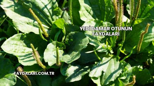 Yedi Damar Otunun Faydaları
