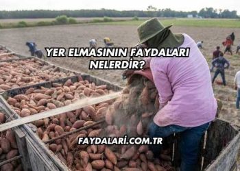 Yer Elmasının Faydaları Nelerdir?