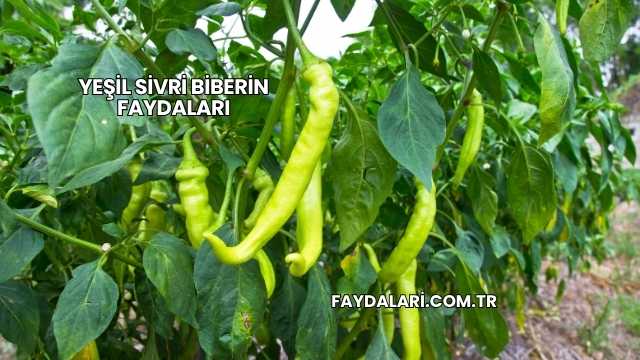 Yeşil Sivri Biberin Faydaları