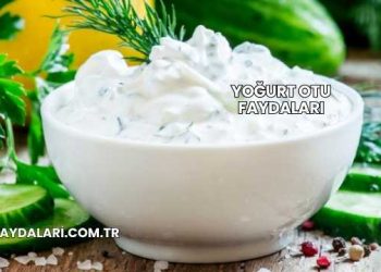 Yoğurt Otu Faydaları